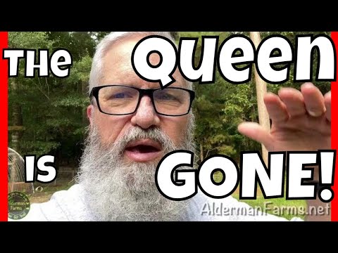 Queen is GONE from the hive at AldermanFarms! What now??