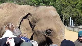 Woburn safari park elephants