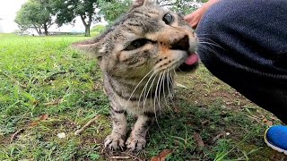 台風が過ぎ去った後の猫公園に野良猫達の様子を見に行ってきた