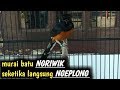 Setelah Dengar Ini Murai Batu Ngeriwik Bisa Langsung Ikut Ngeplong Dan Mengeluarkan Isian Mp3 - Mp4 Download