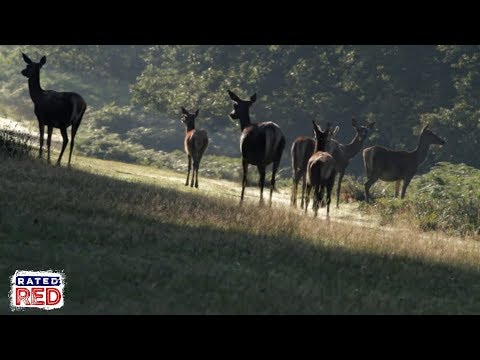 Why Your Deer Season Is Going to Suck