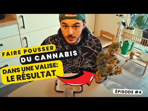 Faire pousser du cannabis DANS UNE VALISE ! Epi.4 Le résultat ! Culture Intérieur Bonsanto Mini Grow