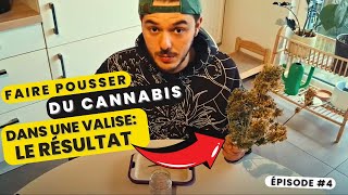 Faire pousser du cannabis DANS UNE VALISE ! Epi.4 Le résultat ! Culture Intérieur Bonsanto Mini Grow