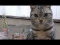 いくつになっても仔猫の気持ちを忘れない！母ちゃん大好き♡甘えん坊猫 - Cat is Such a Baby♡