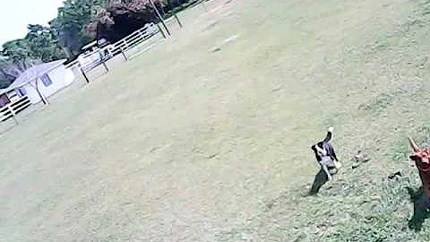 Walking the pups, drone style.