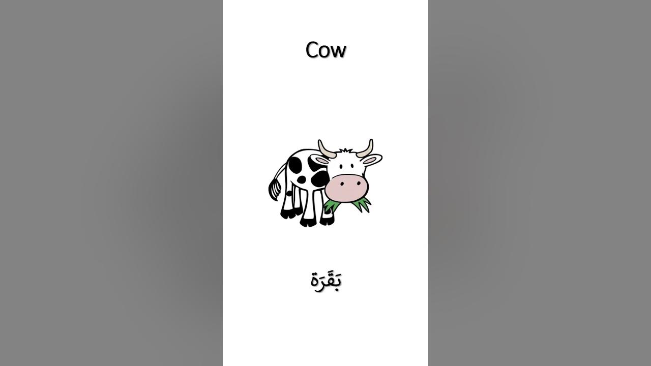 how-to-say-cow-in-arabic-how-to-say-milk-in-arabic-youtube