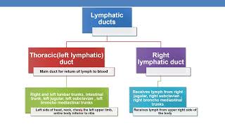 CPT CODING GUIDELINES  FOR  DIAGNOSTIC RADIOLOGY FOR VASCULAR PROCEDURES- VEINS AND LYMPHATICS