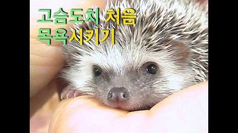고슴도치 처음 목욕시키기