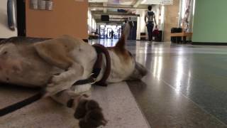 Buttermilk Visits The University Of Houston (& Practices Good Manners)