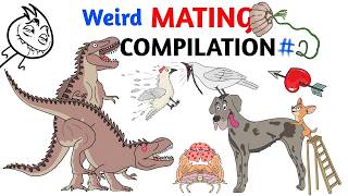 Weird Mating Rituals In Animal Kingdom Compilation