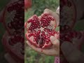 🍎 पेड़ से ताज़े अनार की Harvesting | Fresh Pomegranate Harvest #shorts #organic #farming