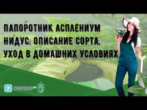 Папоротник Асплениум Нидус: описание сорта, уход в домашних условиях