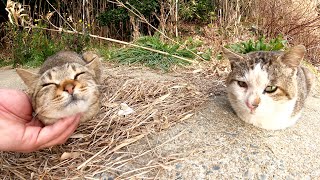 猫の集会に参加したら強面のボス猫に迷惑そうな顔をされた