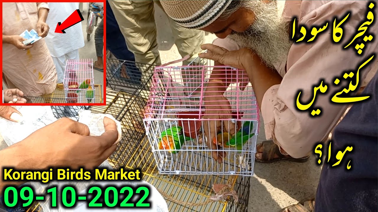 Korangi Birds Market Karachi 09102022 Fisher Parrot Sold Price