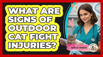 What Are Signs Of Outdoor Cat Fight Injuries?