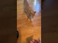 Three minutes of our cat playing fetch