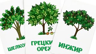 Деревья, листья и их название  - Карточки ДОМАНА - Обучающие, Развивающие  видео для детей