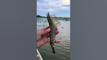 Tôm sú thiên nhiên size 16 con kg sau 3 tháng nuôi thiên nhiên