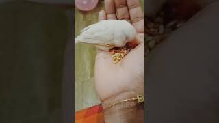 With my pet | finches love | Aynu @Feel The Best Of SJ Vlogs