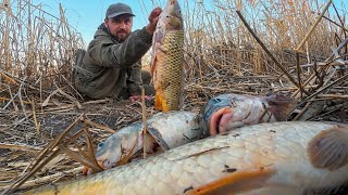 картинка: ЛЮТЫЙ ЖОР Сазана В Камышах! Лолвя На Жмых В Ноябре Работает — Астрахань