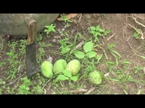 An interview with a Haitian farmer on Monsanto seeds
