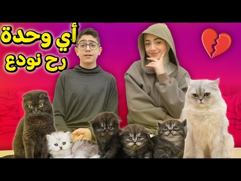 أي قطة رح نودع قرارنا النهائي