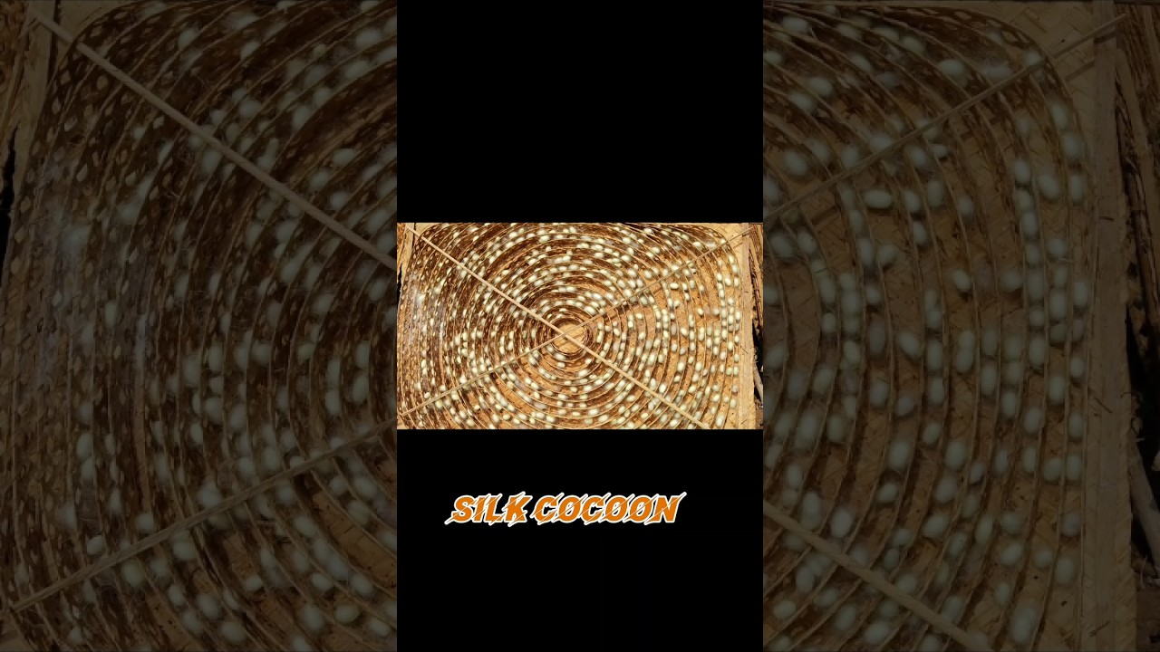 Silk Cocoon..🤌🤌 