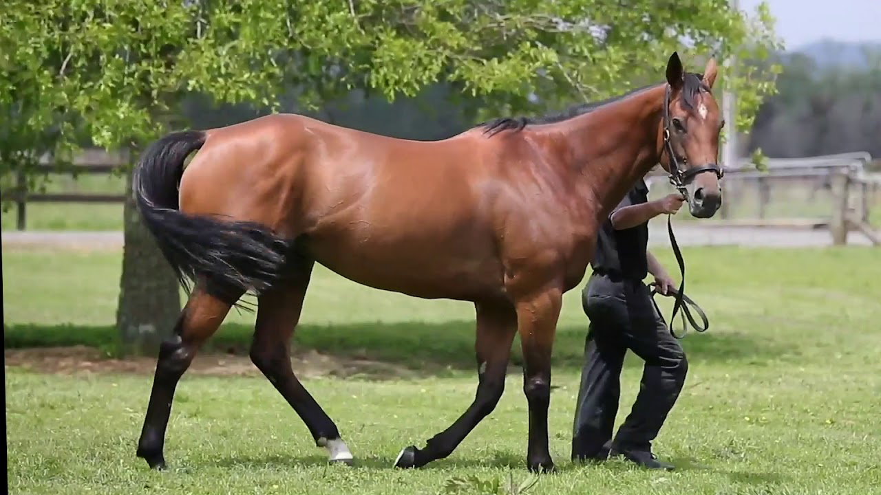 Consensus (NZ) for sale on YouTube