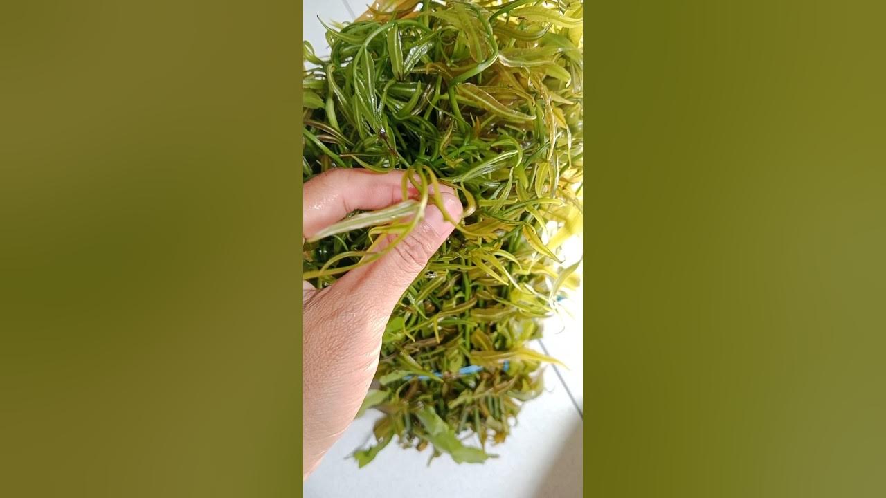 Sayur yang kaya manfaat. #kalakai #pakis #vegetable #sayuranorganik Sayur yang kaya manfaat. #kalakai #pakis #vegetable #sayuranorganik