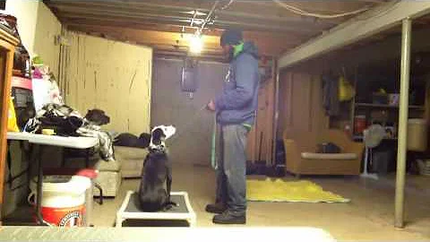 Severe Dog Aggression Intro to Dogs Step 1 | Major...