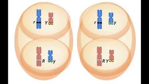 Independent assortment of alleles