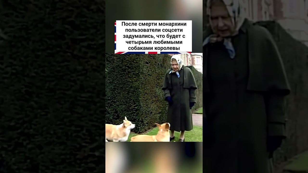 Любимая порода собак Елизаветы II