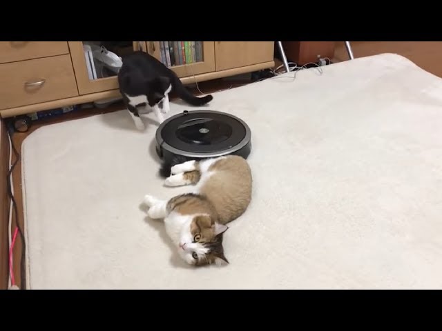 尻尾を吸い込まれそうになって固まる猫