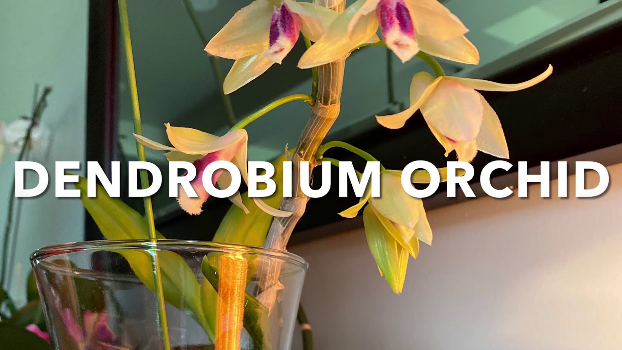 Dendrobium Orchid