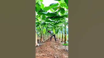 Vì sao nông dân phải cắt bỏ chồi non quanh gốc chuối #shorts