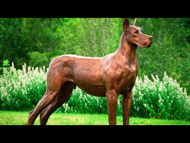 25 cachorros mais perigosos do mundo Clearance