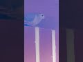 Ang aming birdie!❤️ #birdpets  #everyone