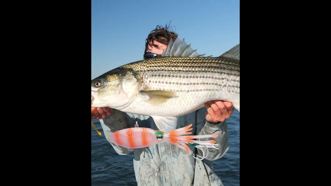 Striped Bass Lures – Nomad Tackle