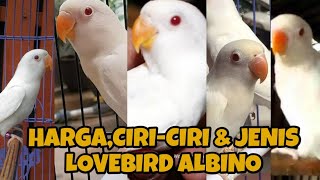 UPDATE DAFTAR HARGA TERBARU TAHUN 2021,JENIS DAN CIRI CIRI BURUNG LOVEBIRD ALBINO