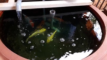 Hồ cá koi mini nuôi trong chậu cây