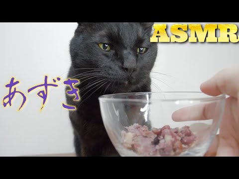 【ASMR】あずきを食べる猫たちの咀嚼音??Cat Eating Red Beans