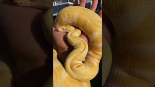 My Absolutely Amazing ALBINO Ball Python! 😍🐍 #ballpython #snake #albino