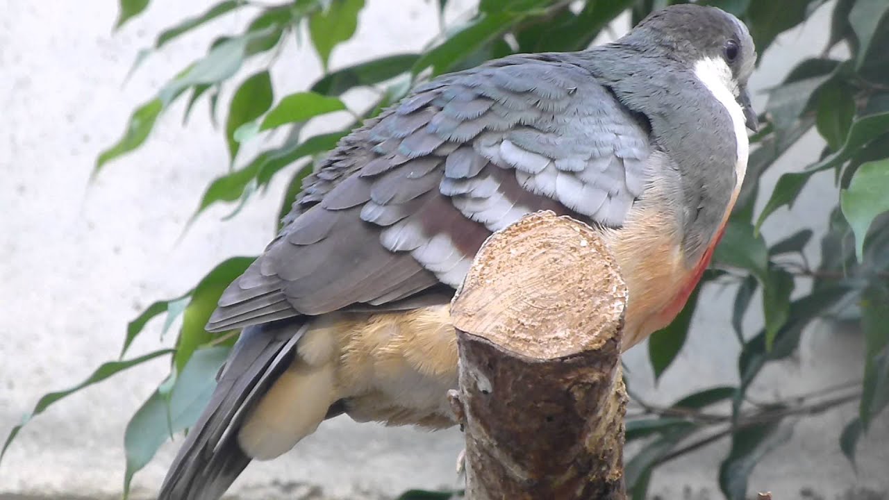 Bleeding heart dove courtship
