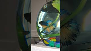 New Betta Fish 🐟