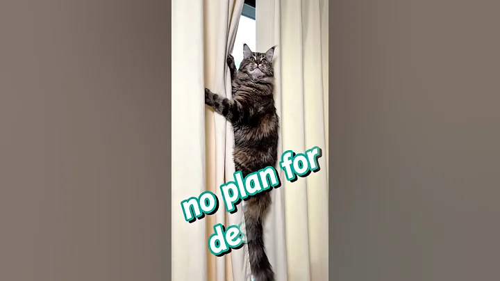 Video 11604171: maine coon cat, cat climbing