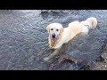 What Does My Dog Do Every Time He Sees a River