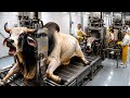 Inside Brahman Bull horns: How are Made Luxury Products & Leather