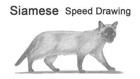 Siamese Cat Time-lapse (Speed) Drawing