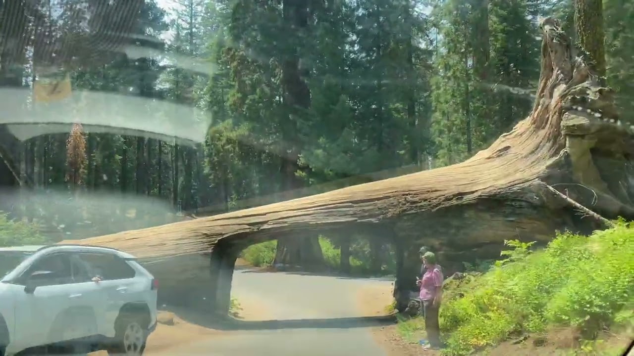 Tunnel Log  |  Sequoia National Park  |  California
