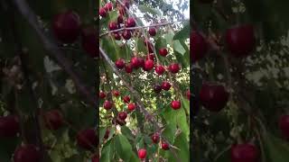 Vişne Reçeli Kaynatıyoruz Şnereçeli